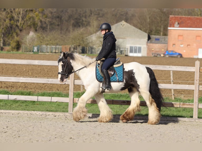Tinker Hongre 6 Ans 144 cm Pinto in Pepingen