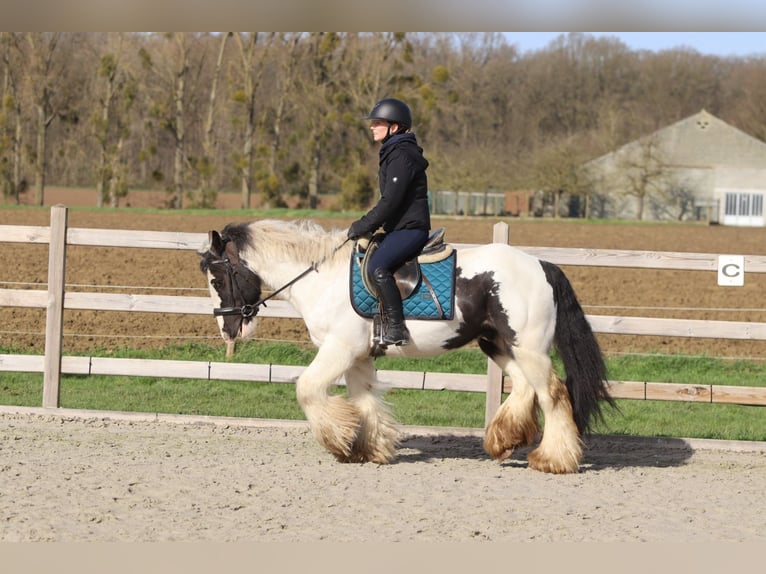 Tinker Hongre 6 Ans 144 cm Pinto in Pepingen