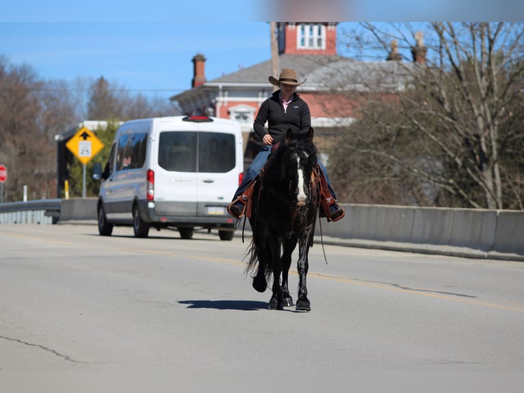 Tinker Hongre 6 Ans 145 cm Bai cerise in Clarion
