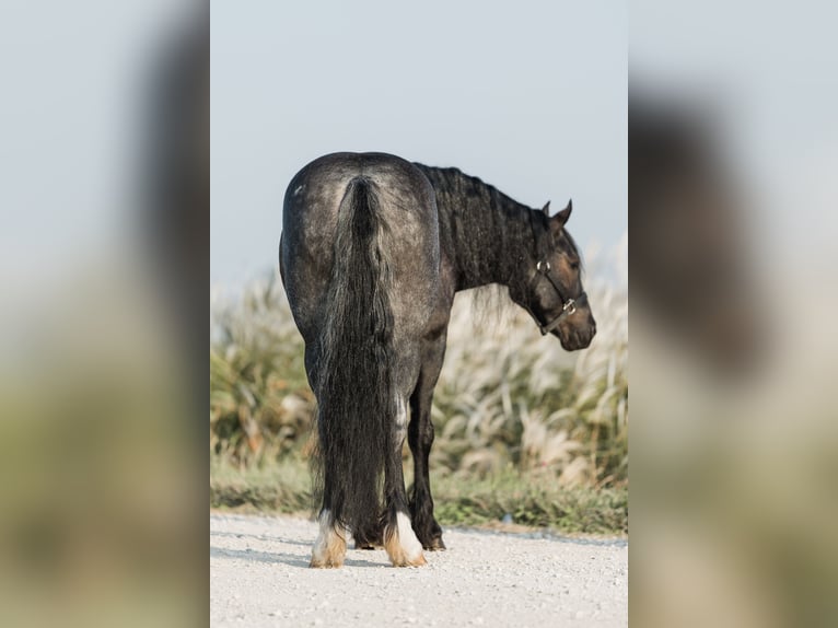 Tinker Croisé Hongre 6 Ans 145 cm Rouan Bleu in Ames, IA