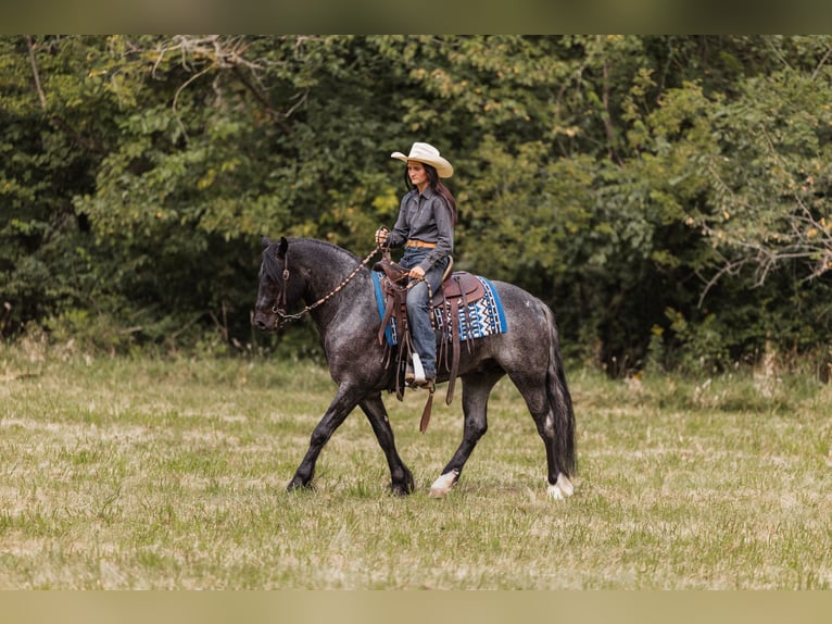 Tinker Croisé Hongre 6 Ans 145 cm Rouan Bleu in Ames, IA