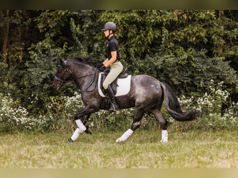 Tinker Croisé Hongre 6 Ans 145 cm Rouan Bleu in Ames, IA