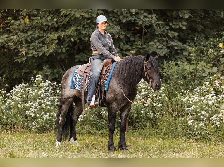 Tinker Croisé Hongre 6 Ans 145 cm Rouan Bleu in Ames, IA