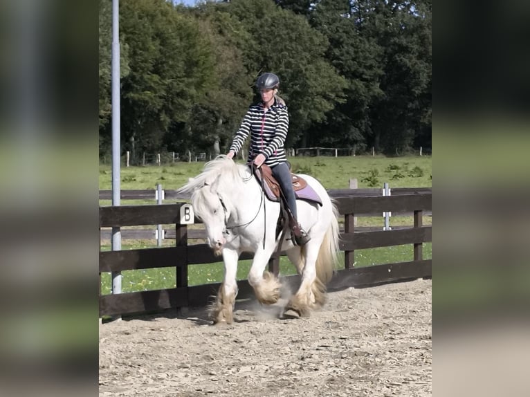 Tinker Hongre 6 Ans 148 cm Sabino in Lathen
