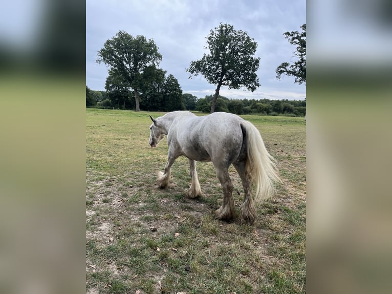 Tinker Hongre 6 Ans 148 cm Sabino in Lathen