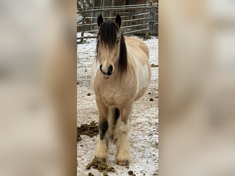 Tinker Hongre 6 Ans 150 cm Pinto in Brixlegg