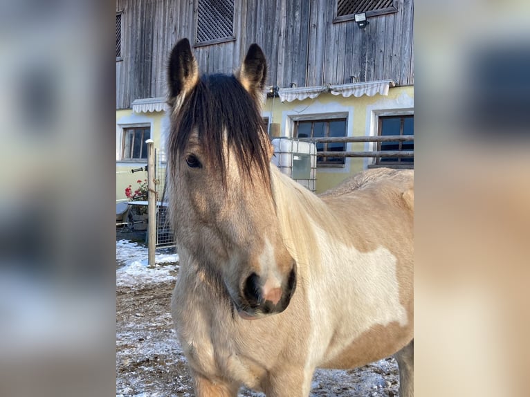 Tinker Hongre 6 Ans 150 cm Pinto in Brixlegg