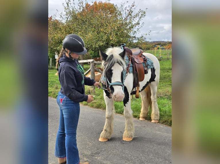 Tinker Hongre 6 Ans 150 cm Pinto in Linkenbach