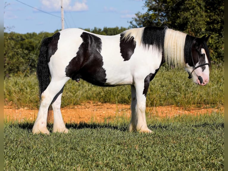 Tinker Hongre 6 Ans 150 cm Tobiano-toutes couleurs in Santa Fe, TN