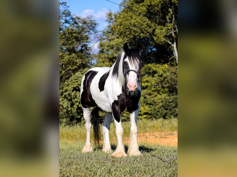 Tinker Hongre 6 Ans 150 cm Tobiano-toutes couleurs in Santa Fe, TN