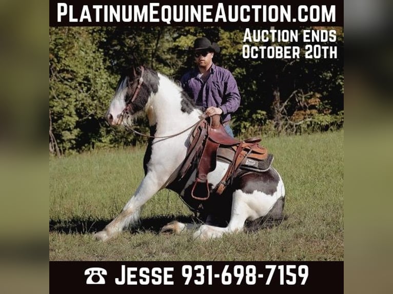 Tinker Hongre 6 Ans 150 cm Tobiano-toutes couleurs in Santa Fe, TN