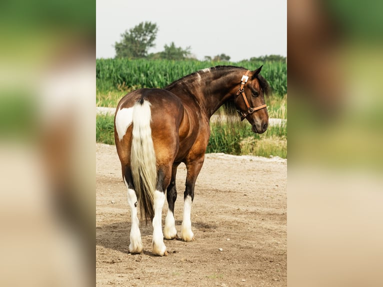 Tinker Croisé Hongre 6 Ans 152 cm Pinto in Cambridge