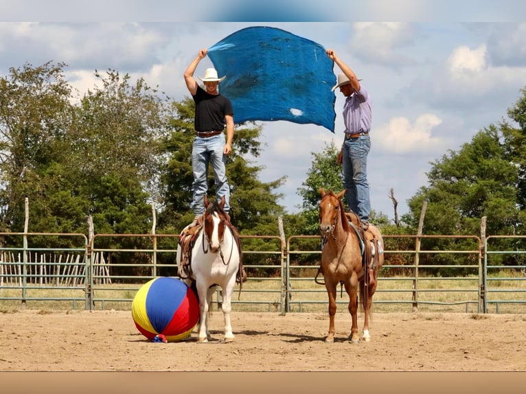 Tinker Croisé Hongre 6 Ans 152 cm Pinto in Mount Vernon, MO