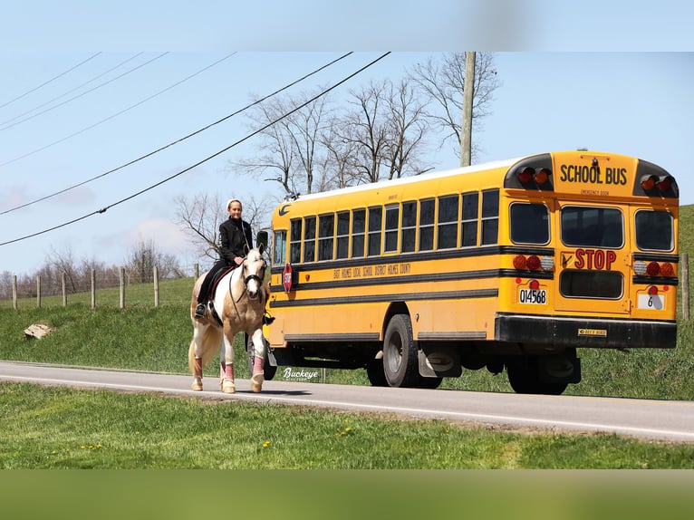 Tinker Croisé Hongre 6 Ans 152 cm Tobiano-toutes couleurs in Millersburg