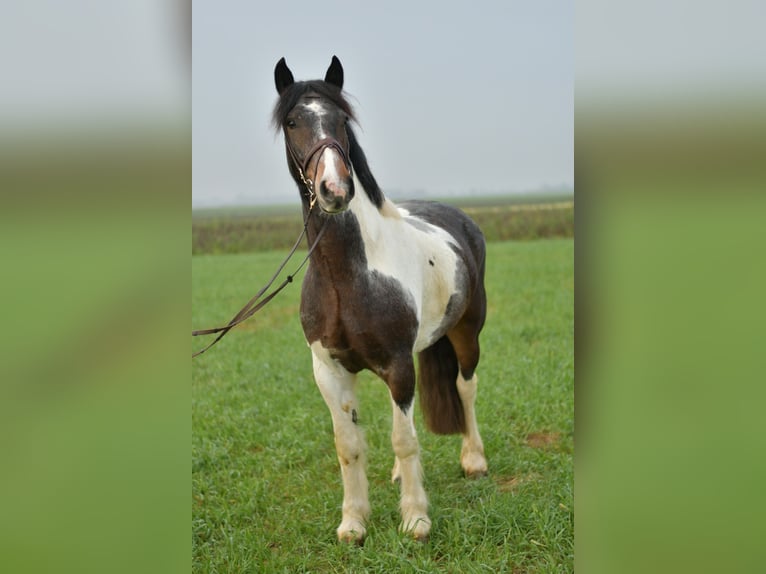 Tinker Hongre 6 Ans 153 cm Pinto in Geilenkirchen
