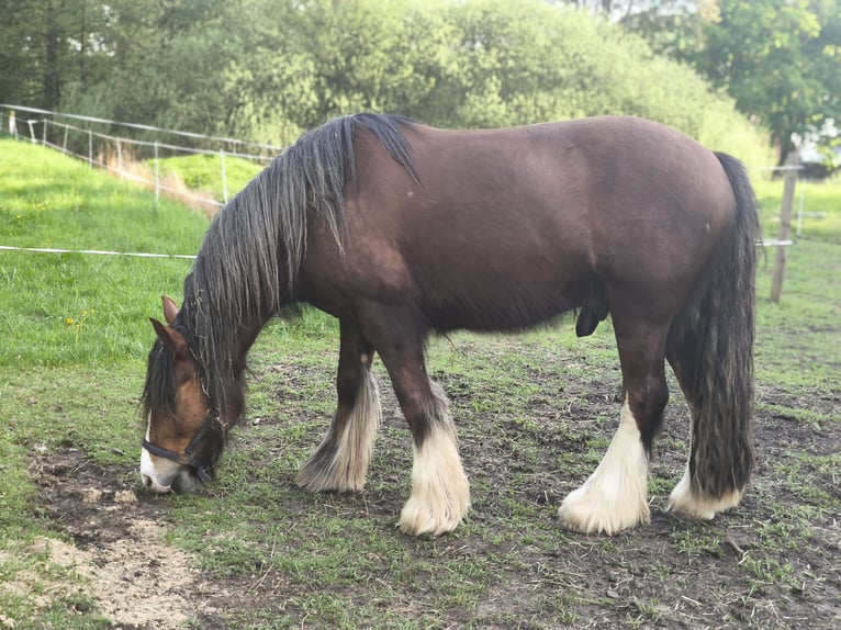 Tinker Hongre 6 Ans 155 cm Bai in Großalmerode