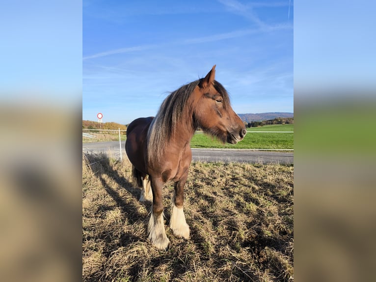 Tinker Hongre 6 Ans 155 cm Bai in Großalmerode