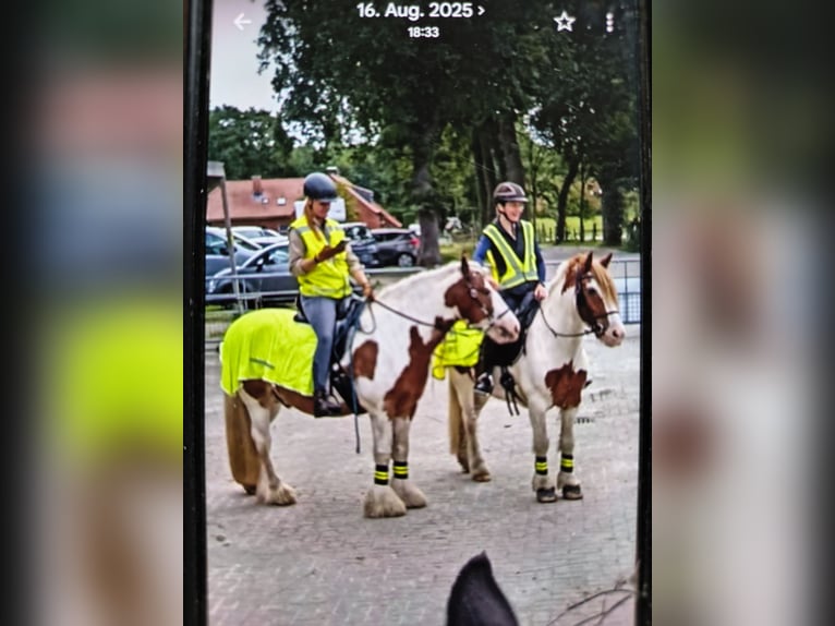 Tinker Hongre 6 Ans 156 cm Pinto in Westoverledingen