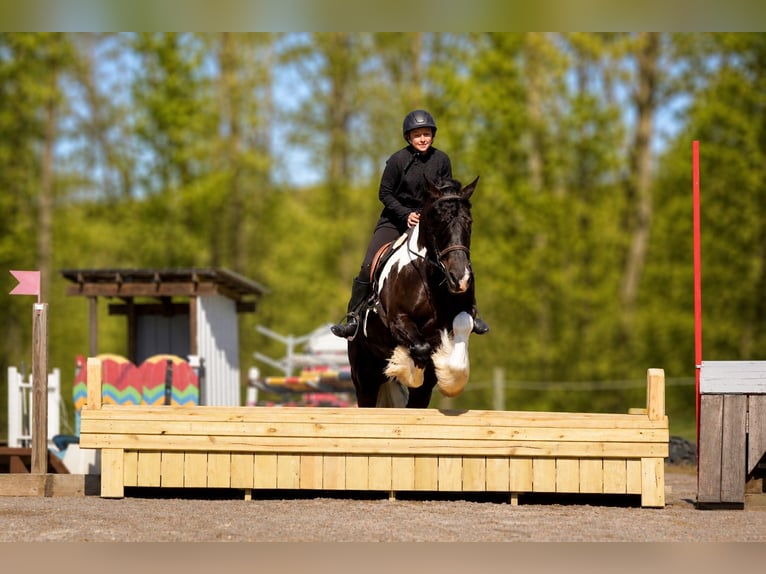Tinker Croisé Hongre 6 Ans 163 cm Pinto in Fresno
