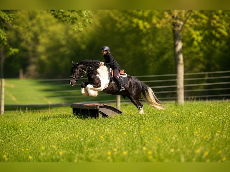 Tinker Croisé Hongre 6 Ans 163 cm Pinto in Fresno