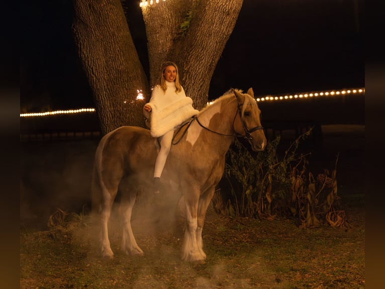 Tinker Croisé Hongre 6 Ans 168 cm Pinto in Ocala