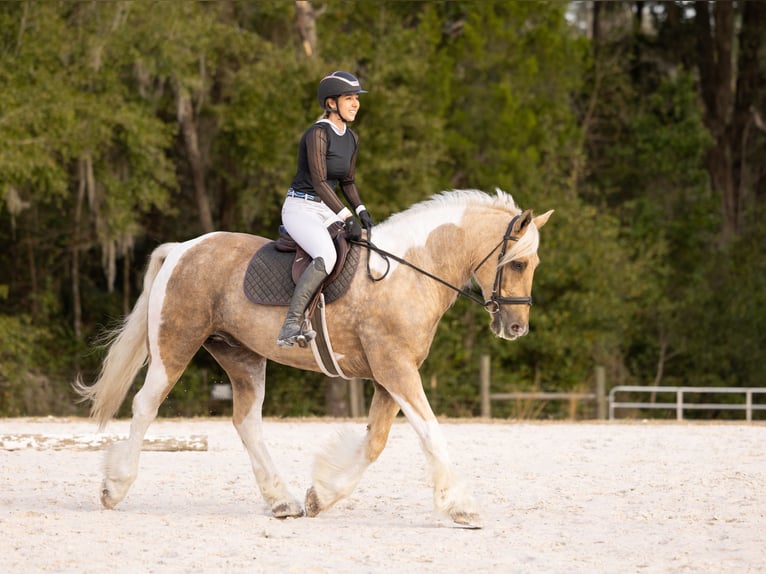 Tinker Croisé Hongre 6 Ans 168 cm Pinto in Ocala