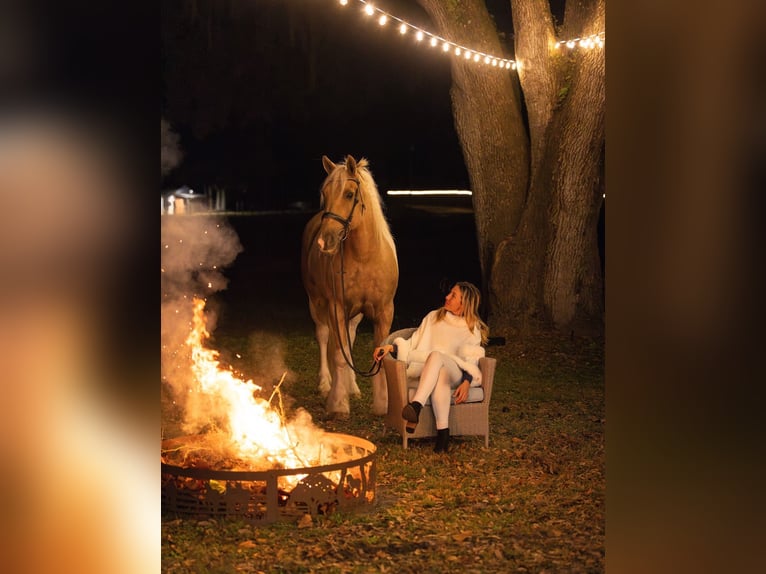 Tinker Croisé Hongre 6 Ans 168 cm Pinto in Ocala