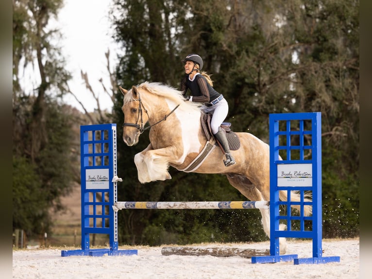 Tinker Croisé Hongre 6 Ans 168 cm Pinto in Ocala