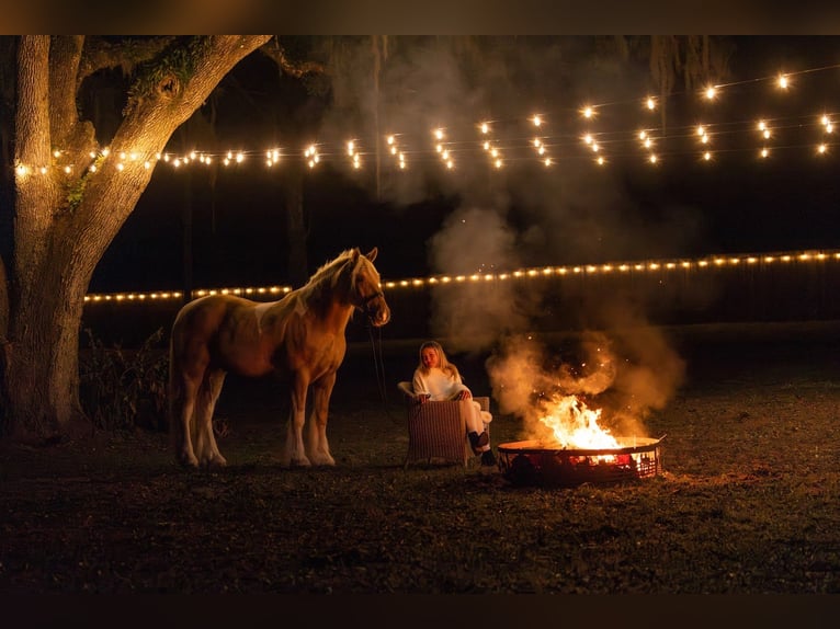 Tinker Croisé Hongre 6 Ans 168 cm Pinto in Ocala