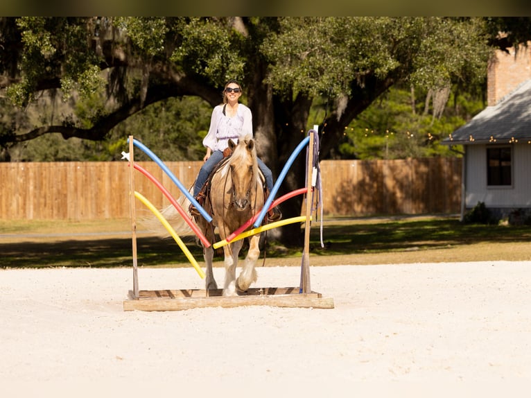 Tinker Croisé Hongre 6 Ans 168 cm Pinto in Ocala