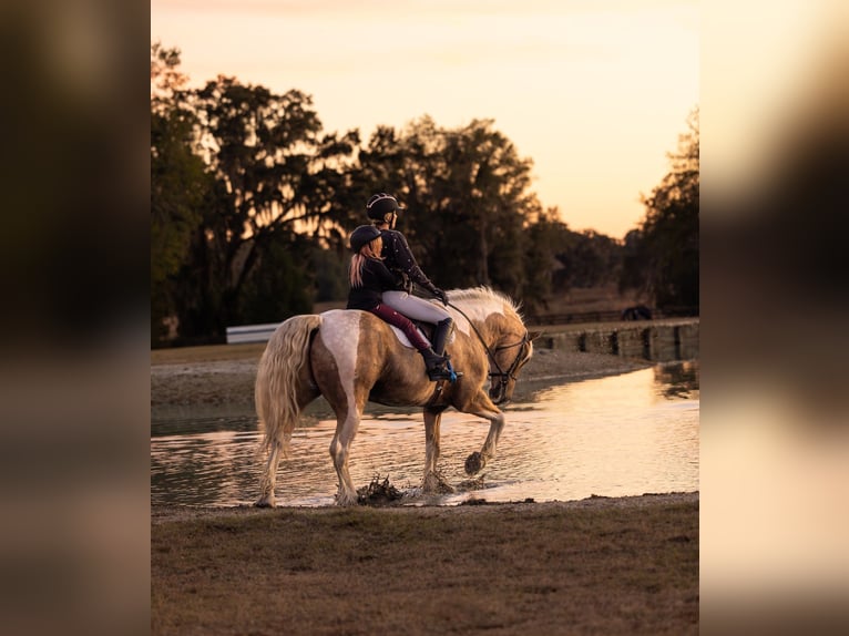 Tinker Croisé Hongre 6 Ans 168 cm Pinto in Ocala