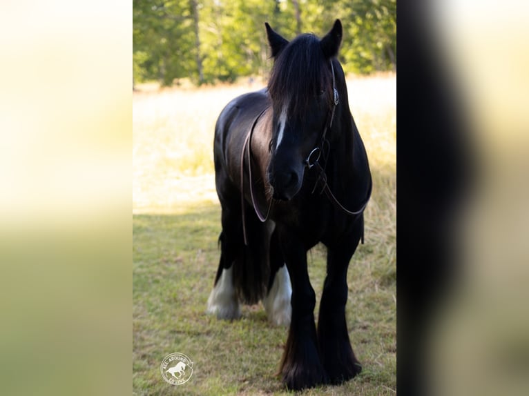 Tinker Hongre 6 Ans Noir in Middleboro