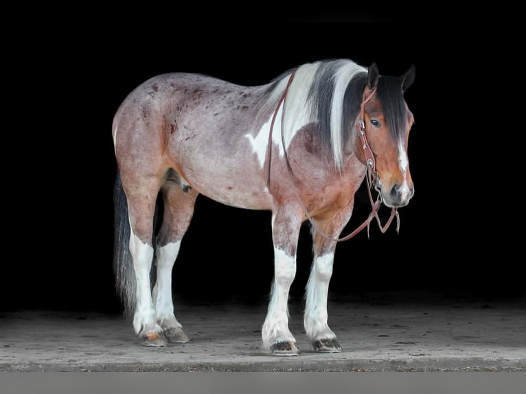 Tinker Croisé Hongre 6 Ans Pinto in Clarion