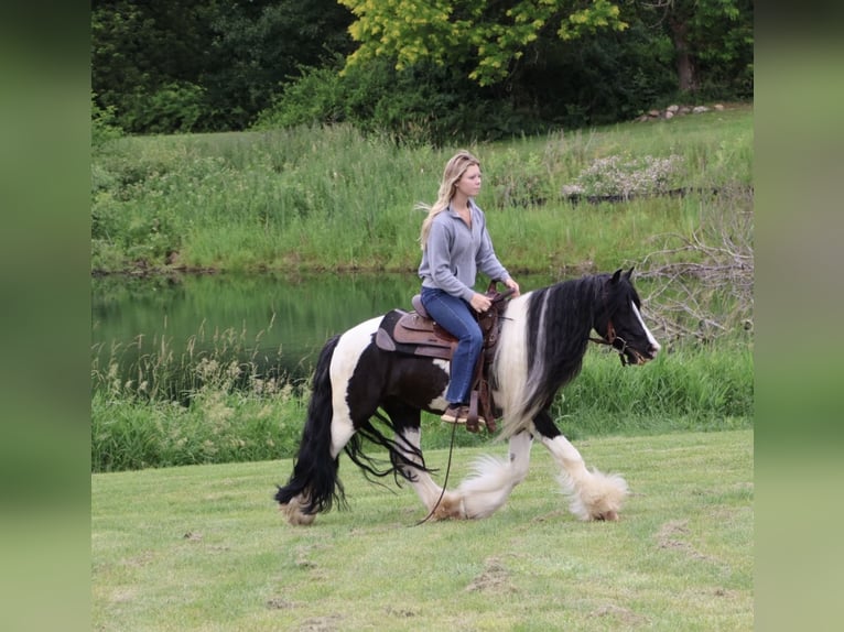 Tinker Hongre 6 Ans Pinto in Howell