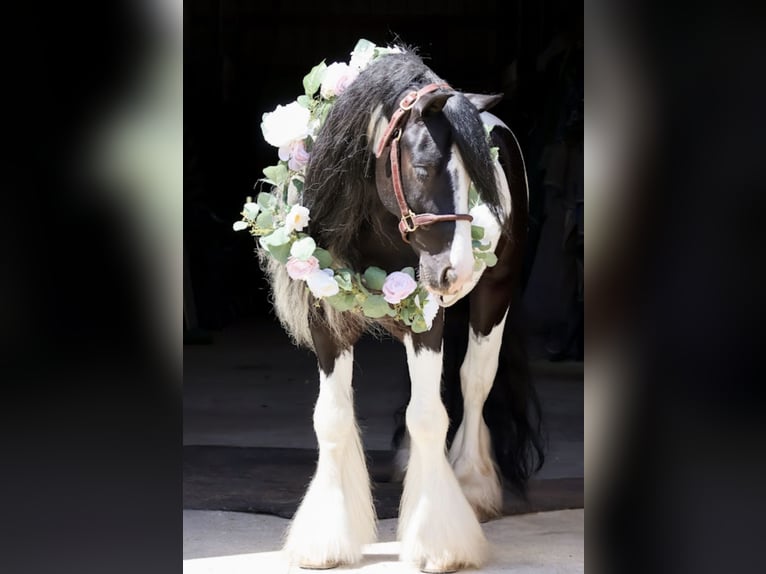 Tinker Hongre 6 Ans Pinto in Howell