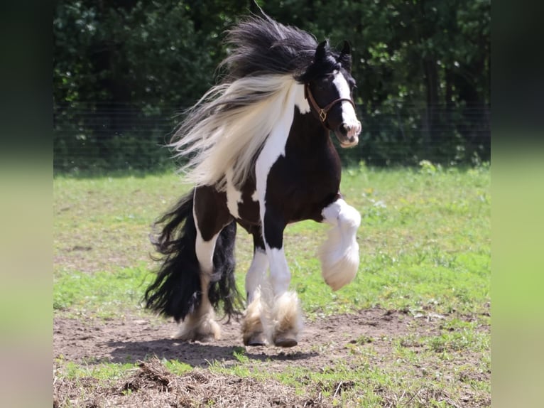 Tinker Hongre 6 Ans Pinto in Howell