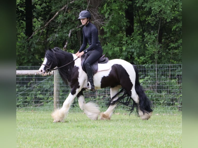 Tinker Hongre 6 Ans Pinto in Howell