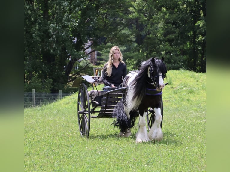 Tinker Hongre 6 Ans Pinto in Howell