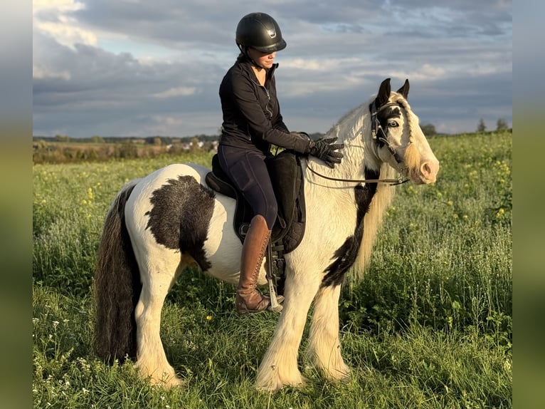 Tinker Hongre 7 Ans 132 cm Pinto in Achstetten