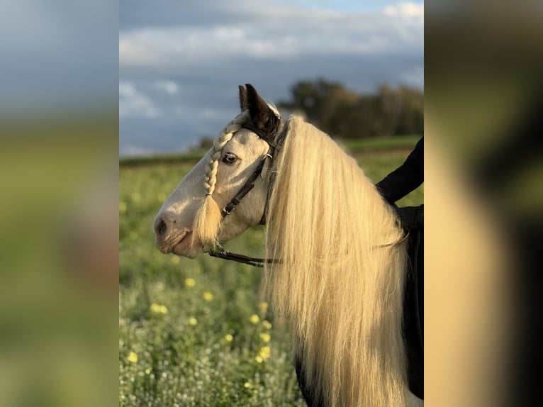 Tinker Hongre 7 Ans 132 cm Pinto in Achstetten