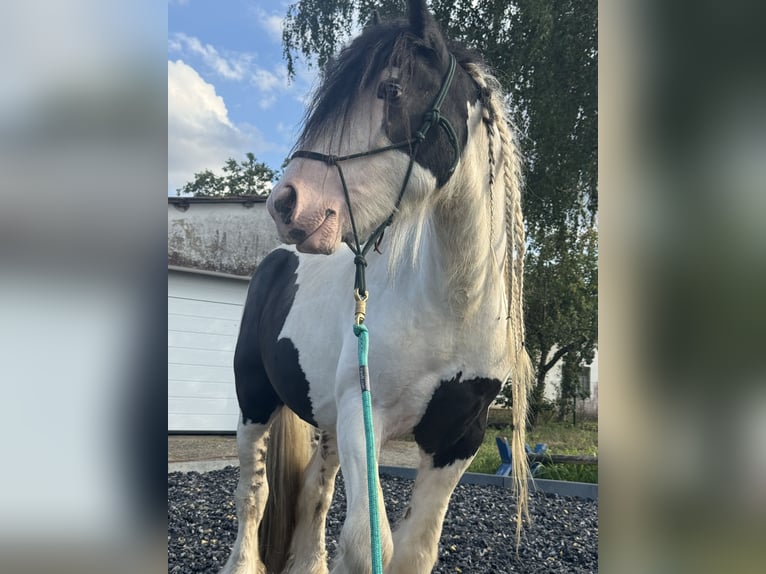 Tinker Hongre 7 Ans 139 cm Pinto in Langschwarza