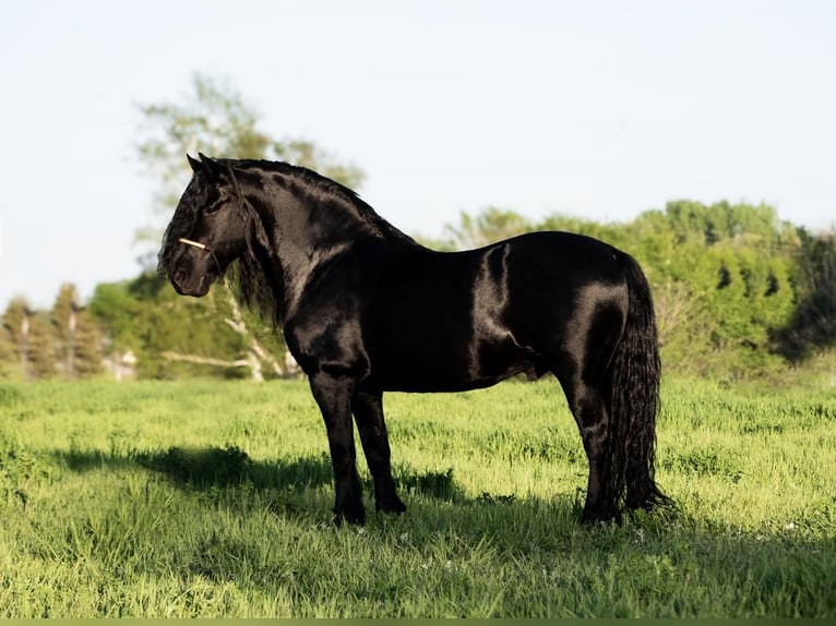 Tinker Croisé Hongre 7 Ans 142 cm Noir in Nevis, MN