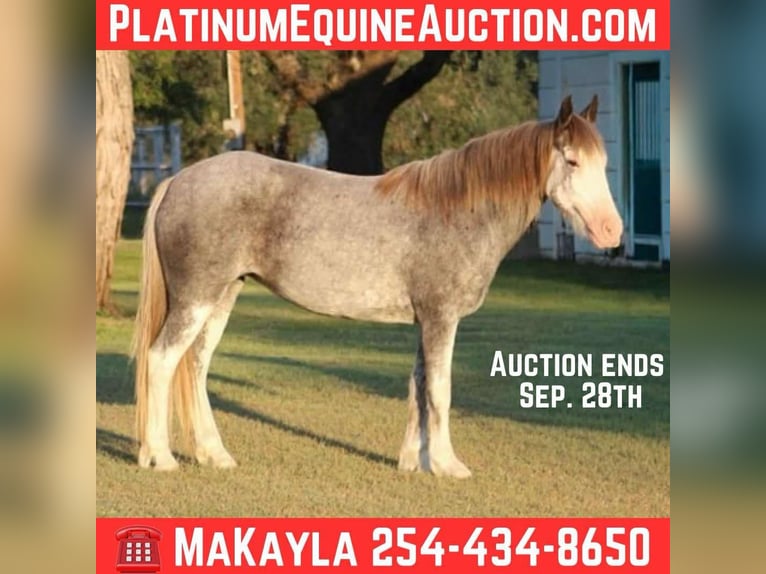 Tinker Hongre 7 Ans 142 cm Rouan Bleu in Stephenville TX