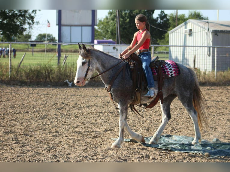 Tinker Hongre 7 Ans 142 cm Rouan Bleu in Stephenville TX