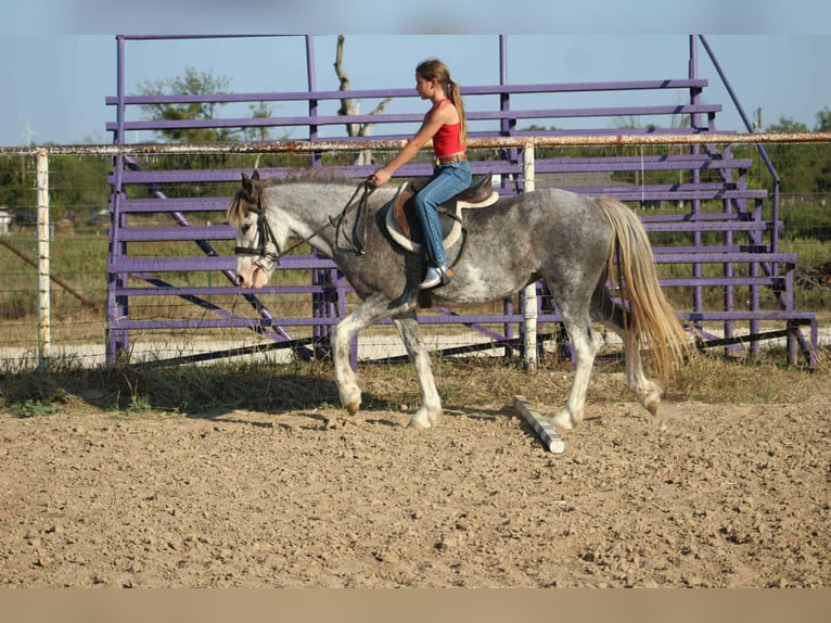 Tinker Hongre 7 Ans 142 cm Rouan Bleu in Stephenville TX