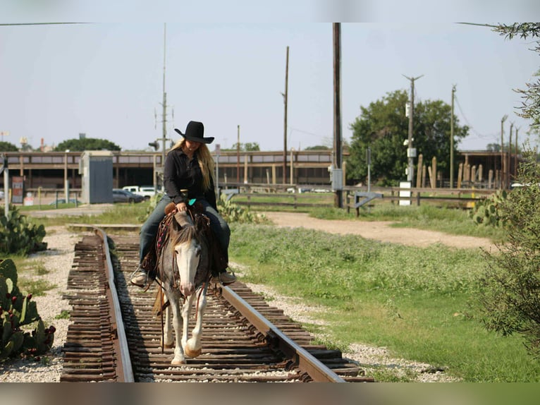 Tinker Hongre 7 Ans 142 cm Rouan Bleu in Stephenville TX