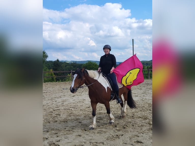 Tinker Hongre 7 Ans 143 cm Pinto in Sprockhövel