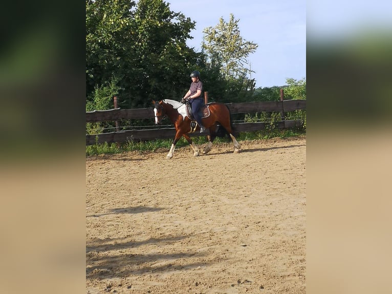 Tinker Hongre 7 Ans 143 cm Pinto in Sprockhövel