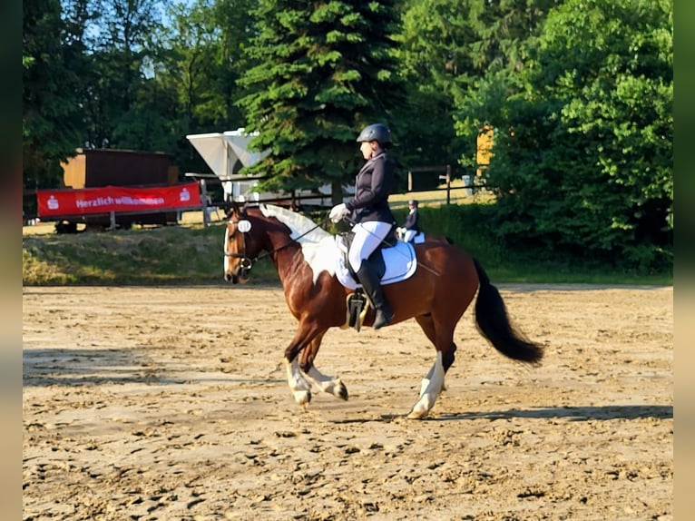 Tinker Hongre 7 Ans 143 cm Pinto in Sprockhövel