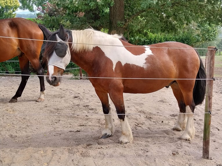 Tinker Hongre 7 Ans 143 cm Pinto in Sprockhövel
